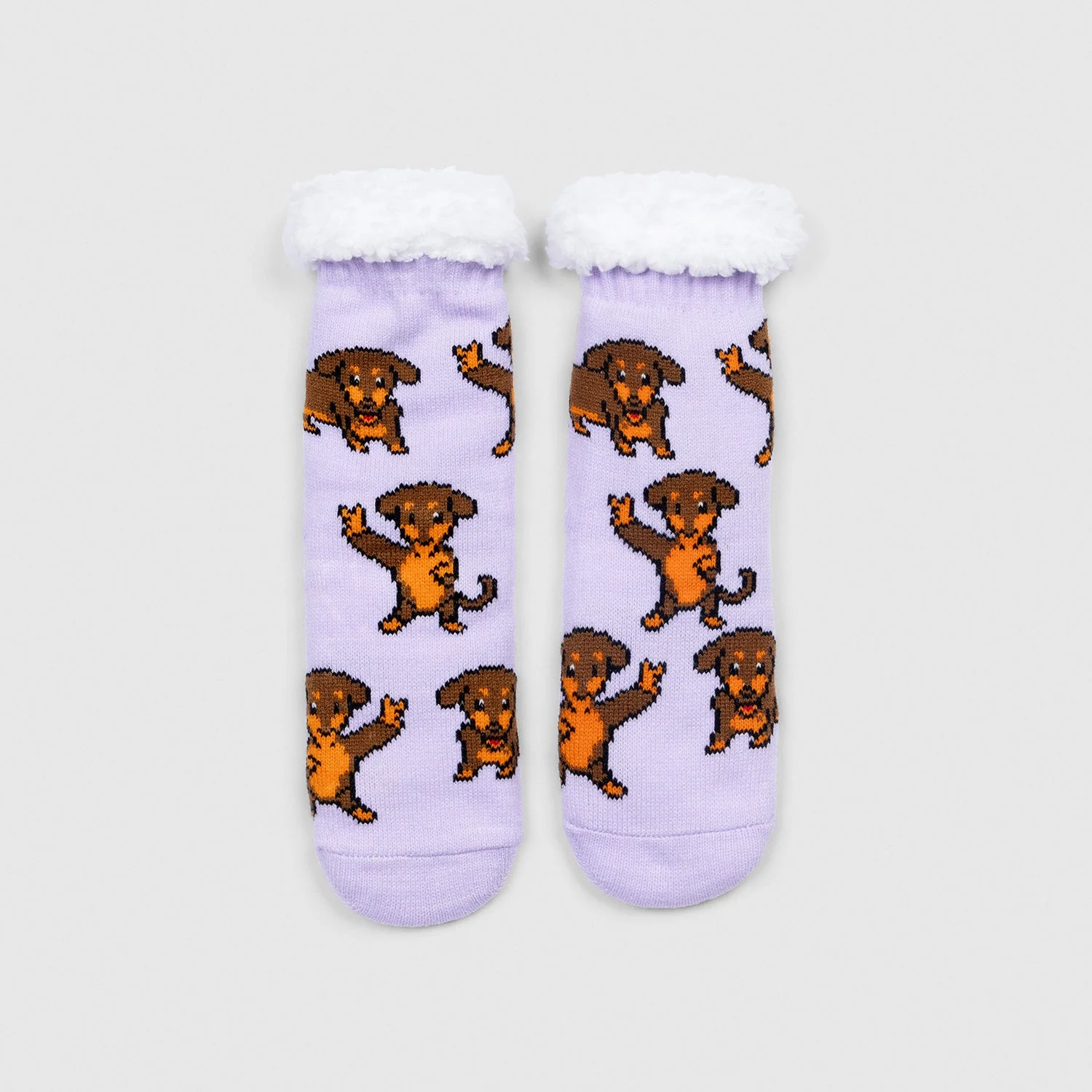 Dachshund - Image 4