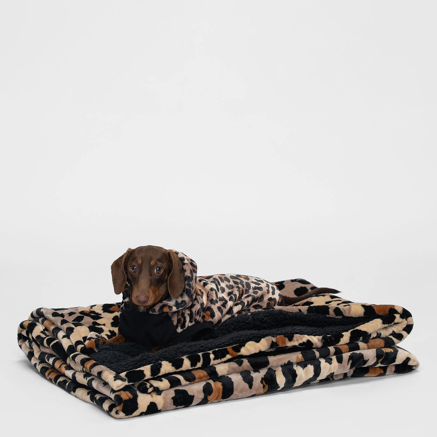 Leopard - Image 3