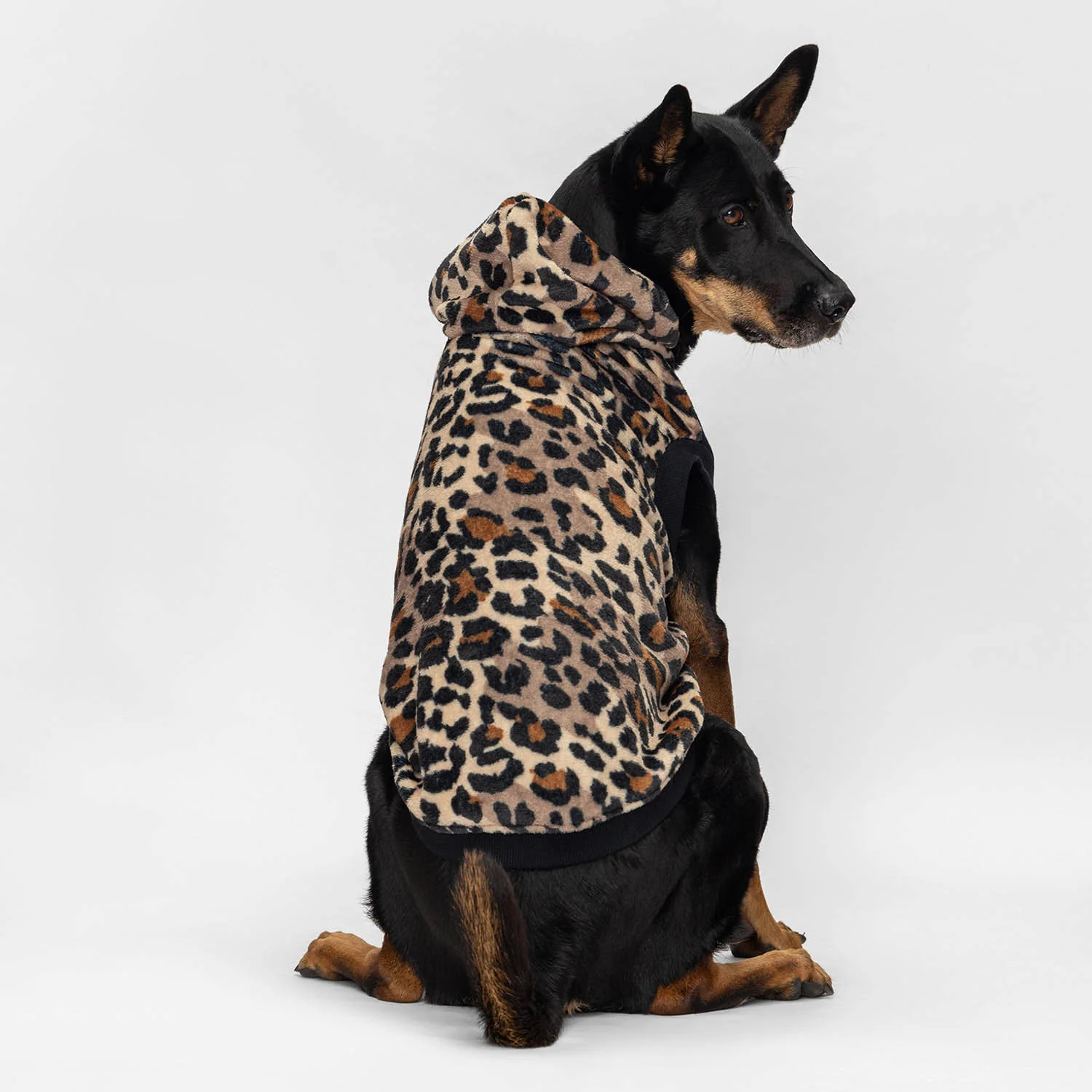 Leopard - Image 4