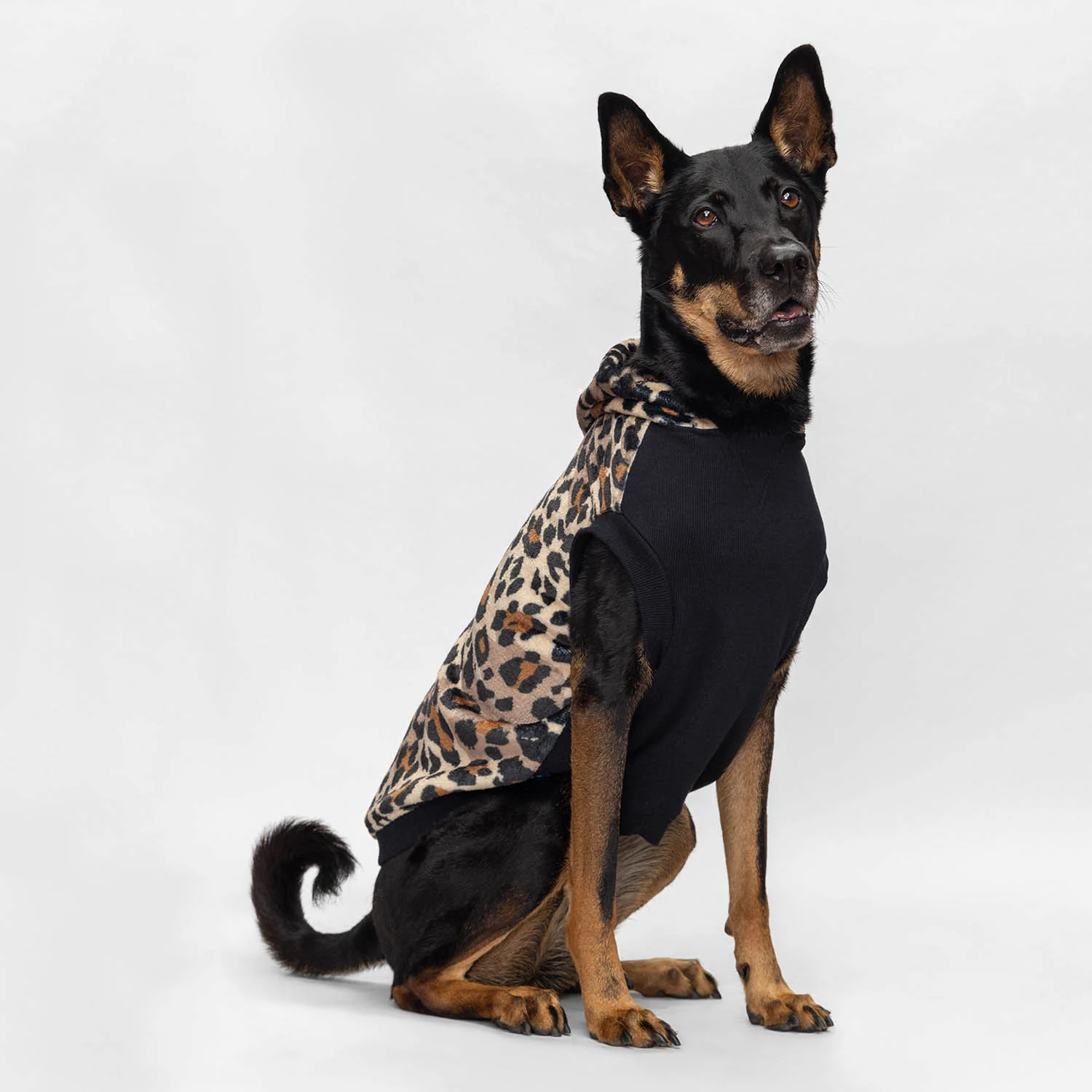 Leopard - Image 5